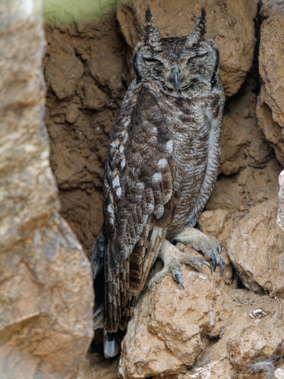 Greyish Eagle-Owl