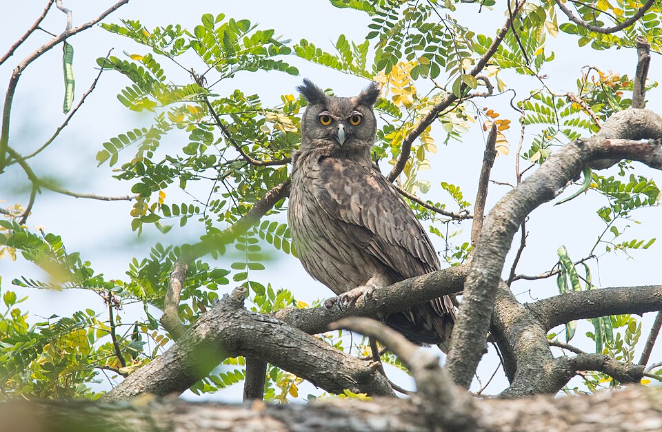 Dusky Eagle-Owl