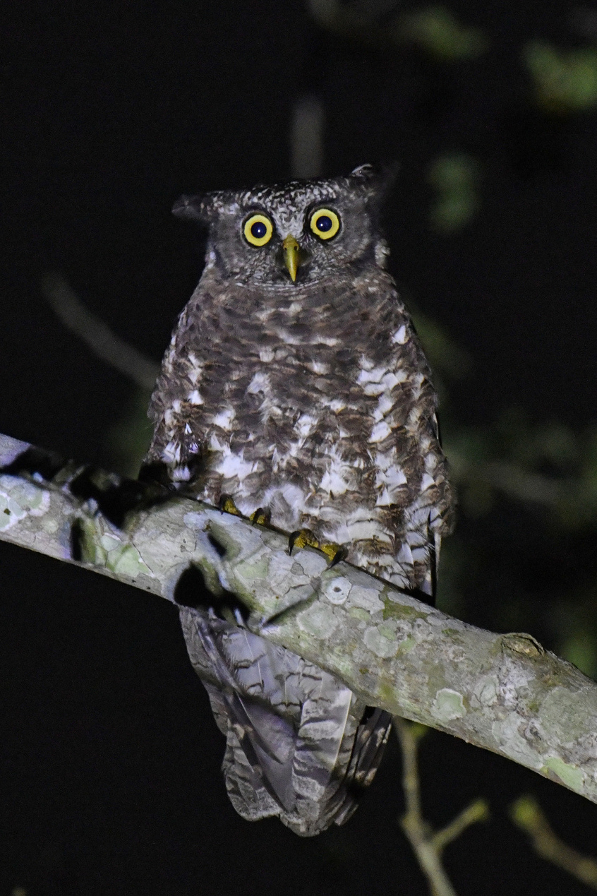 Akun Eagle-Owl