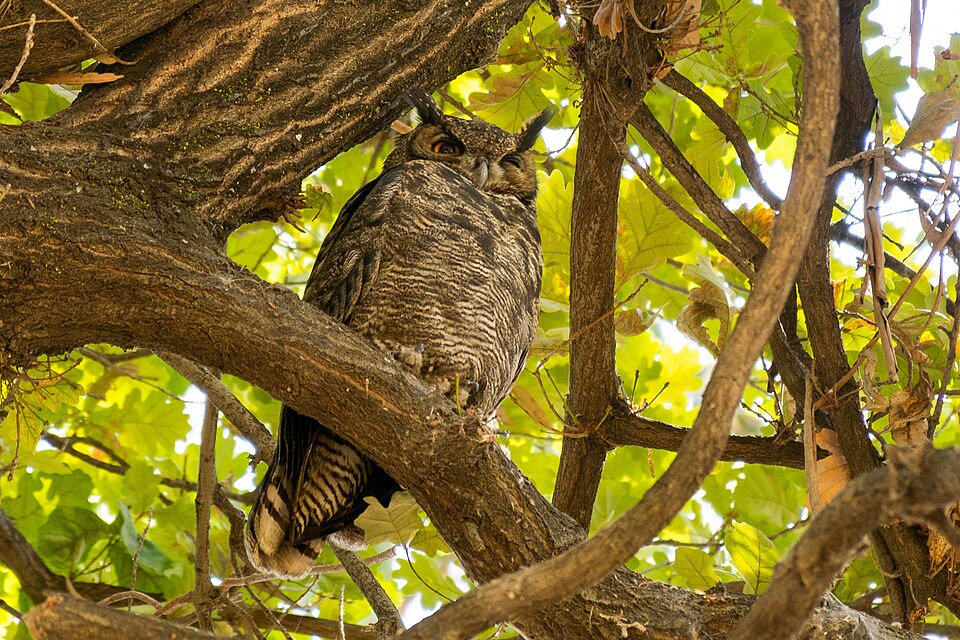 Lesser Horned Owl