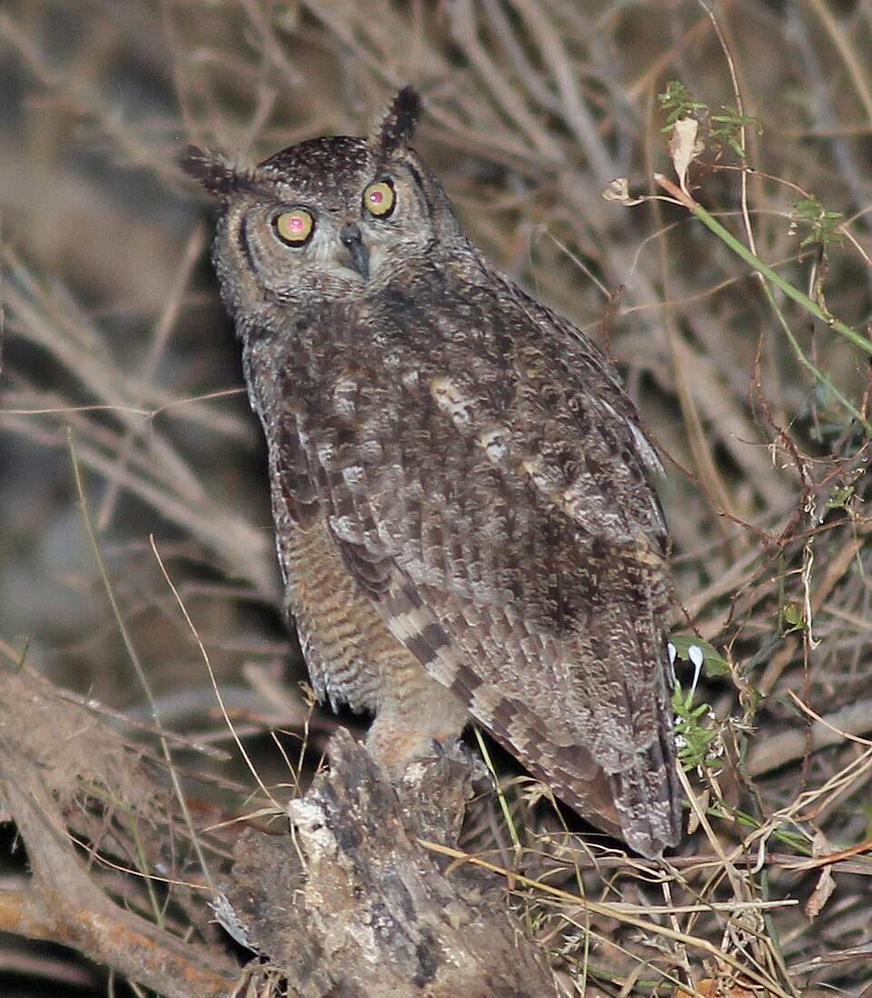 Arabian Eagle-Owl