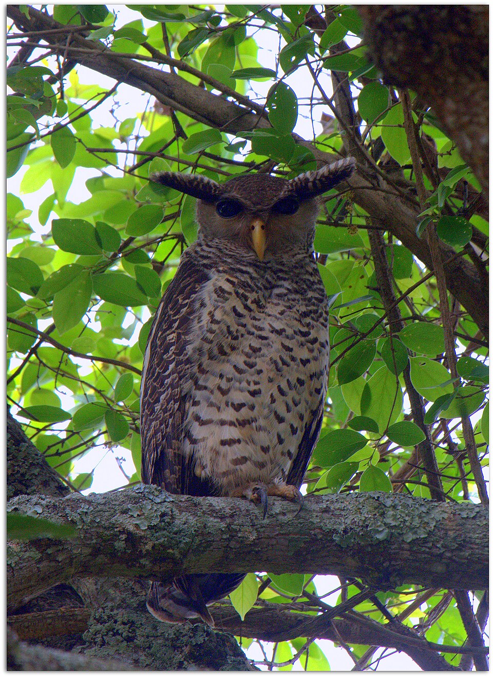 Spot-bellied Eagle-Owl