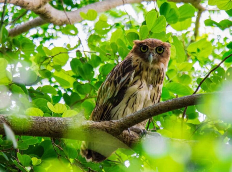 Philippine Eagle-Owl