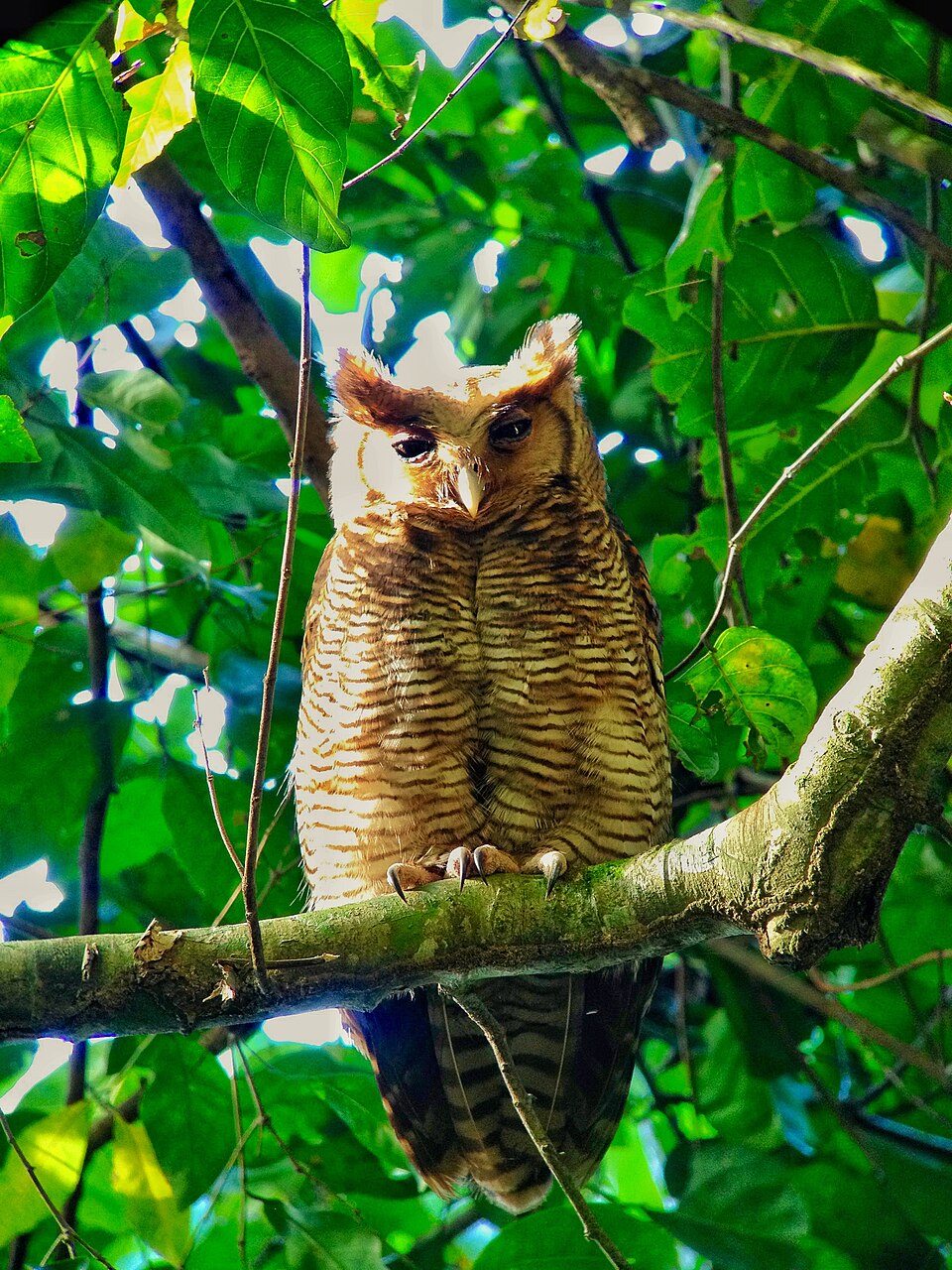 Fraser's Eagle-Owl