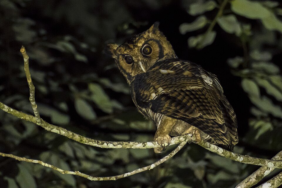 Usambara Eagle-Owl