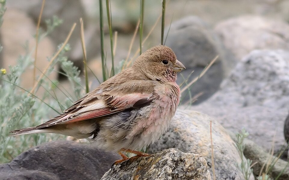 Mongolian Finch