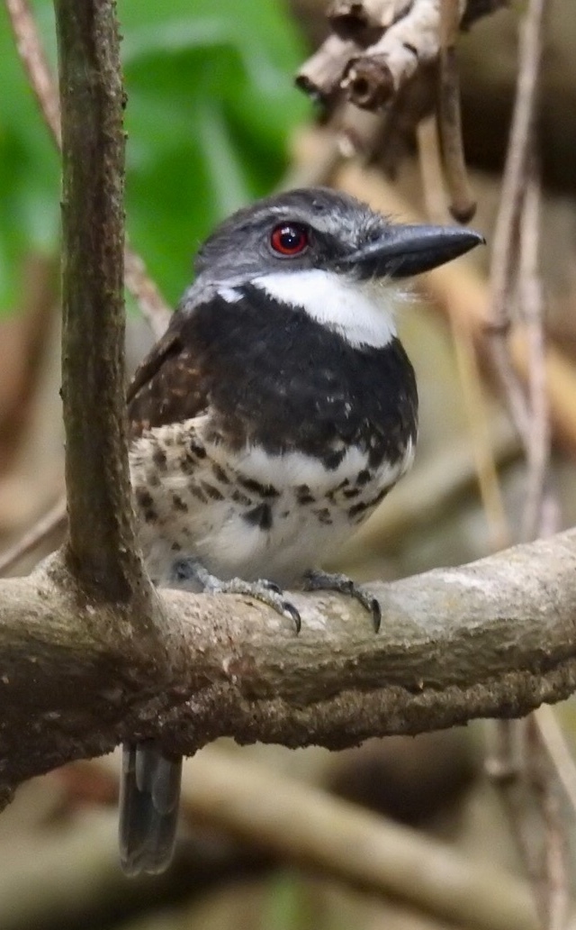 Sooty-capped Puffbird
