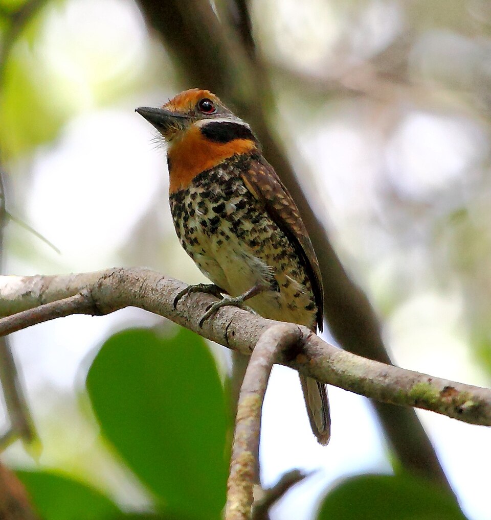 Spotted Puffbird