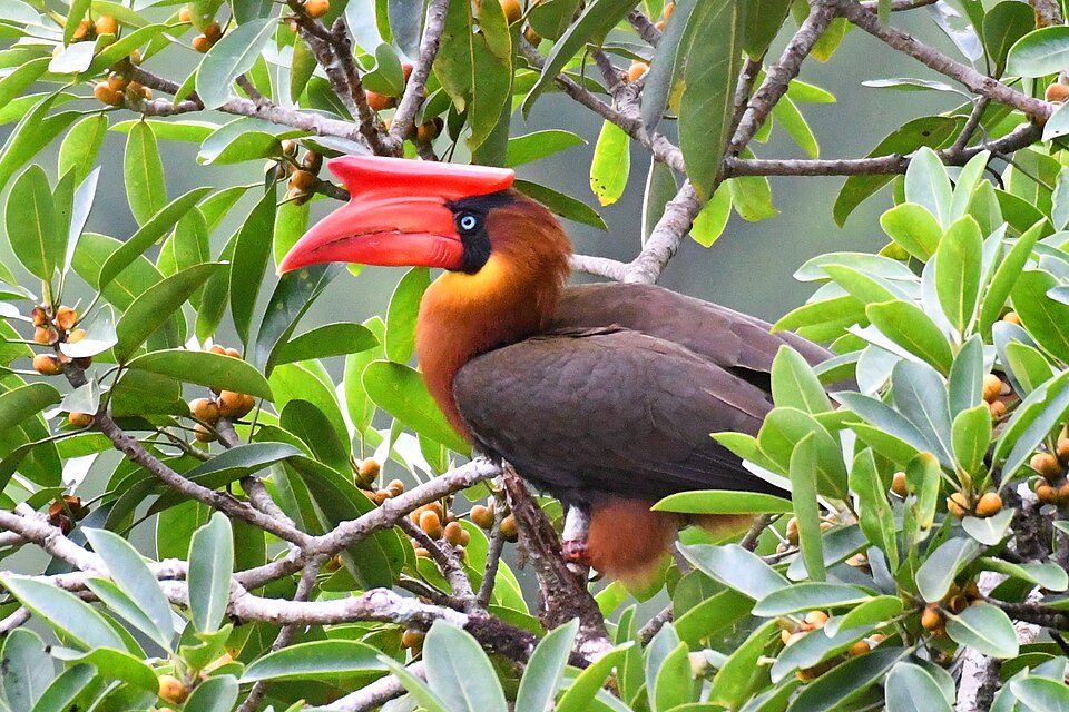 Rufous Hornbill