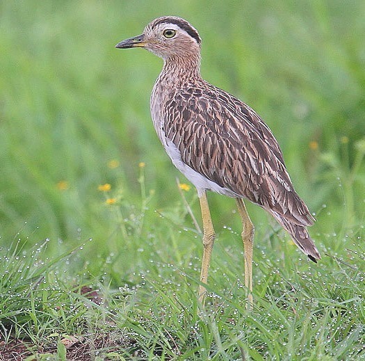 Double-striped Thick-knee