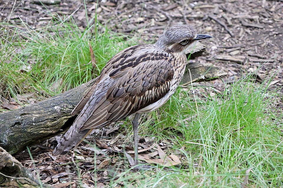 Bush Stone-curlew