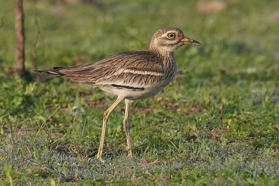 Indian Stone-curlew