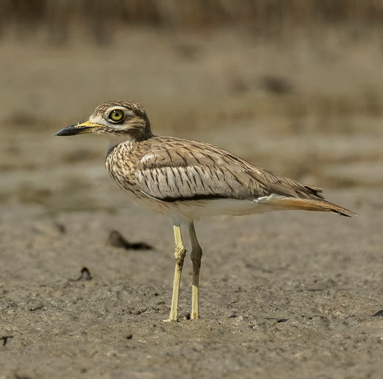 Senegal Thick-knee