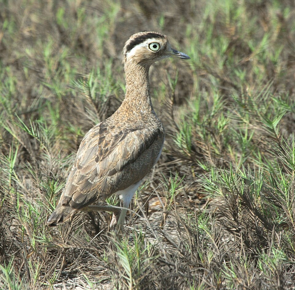 Peruvian Thick-knee