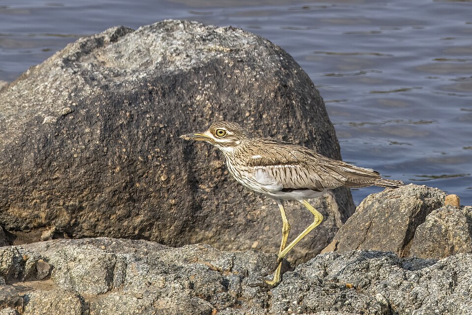 Water Thick-knee