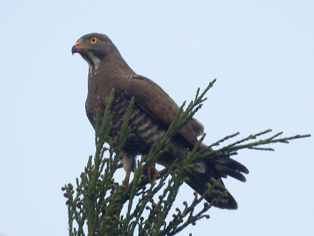 Grey-faced Buzzard