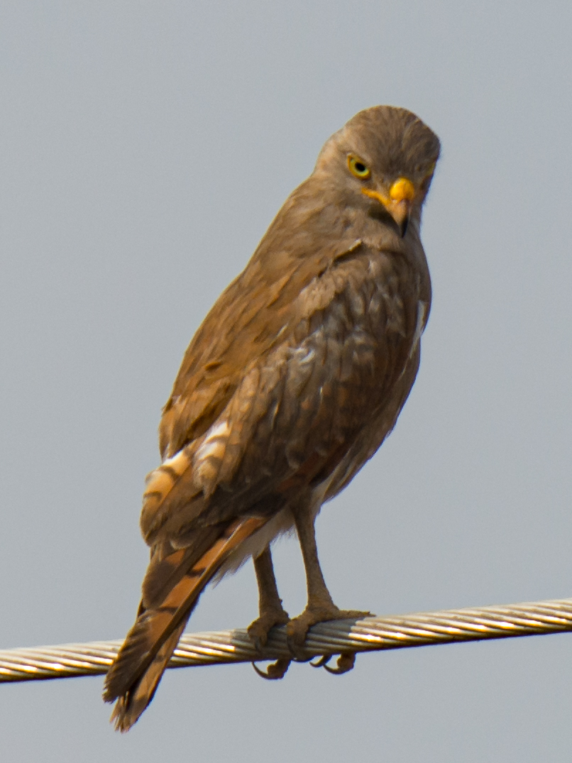 Rufous-winged Buzzard