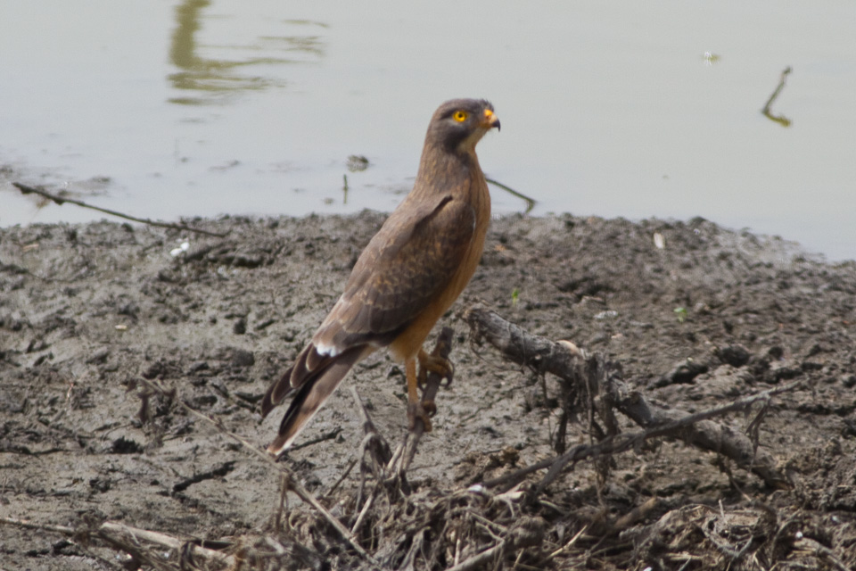 Grasshopper Buzzard