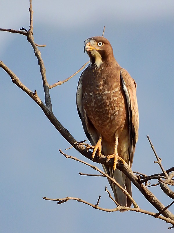 White-eyed Buzzard