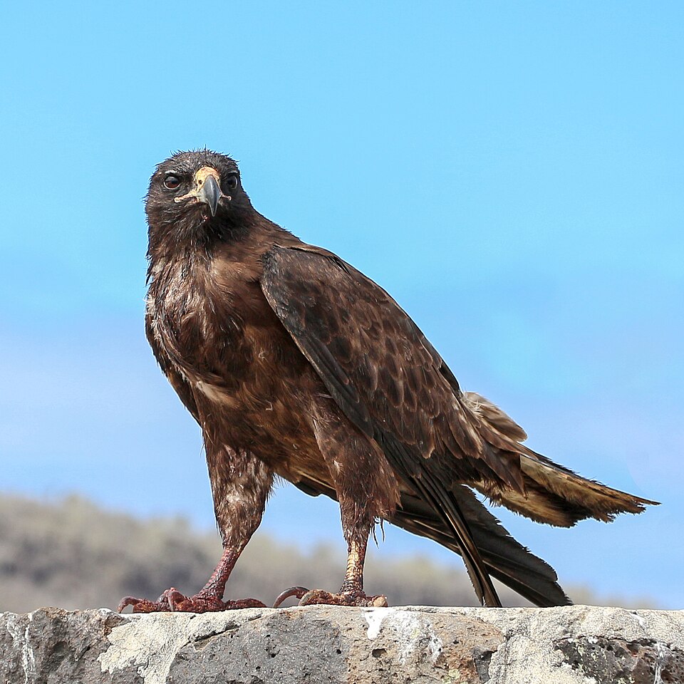 Galapagos Hawk