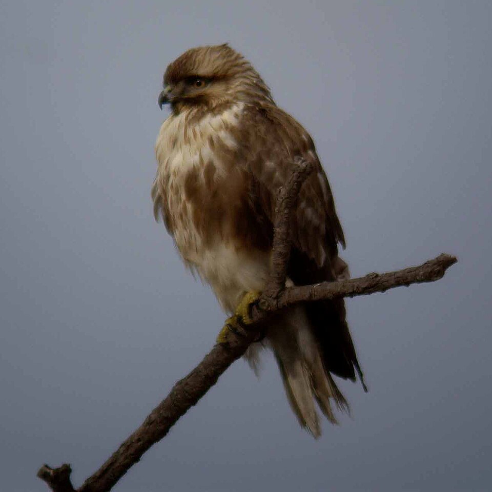 Eastern Buzzard