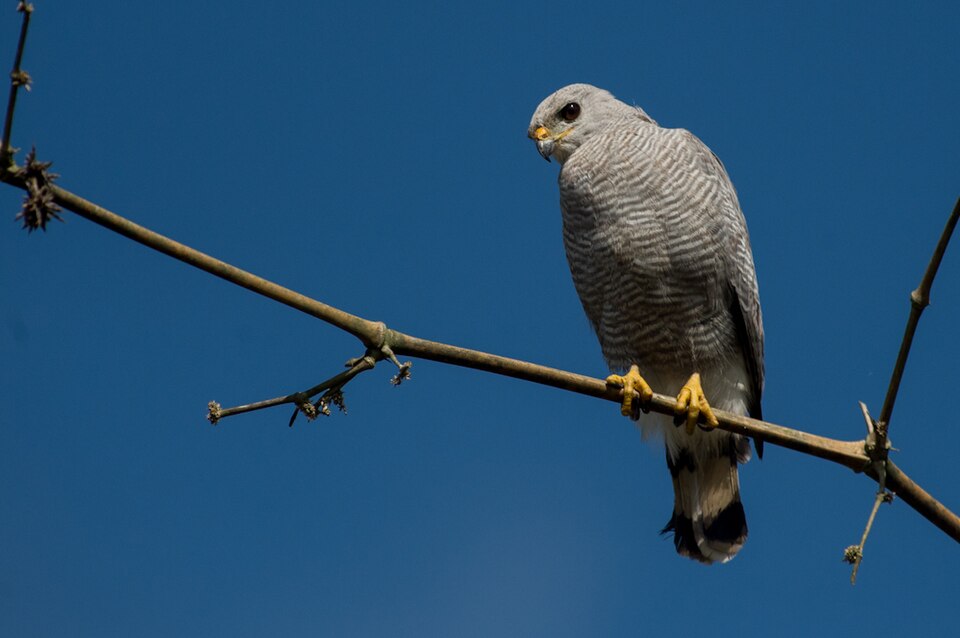 Grey-lined Hawk