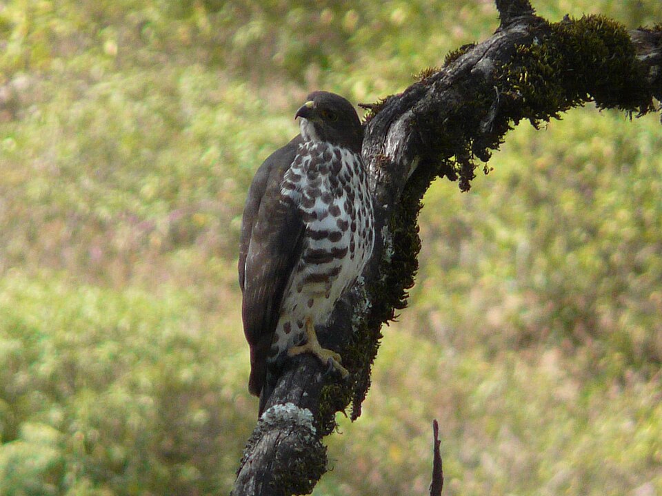 Mountain Buzzard