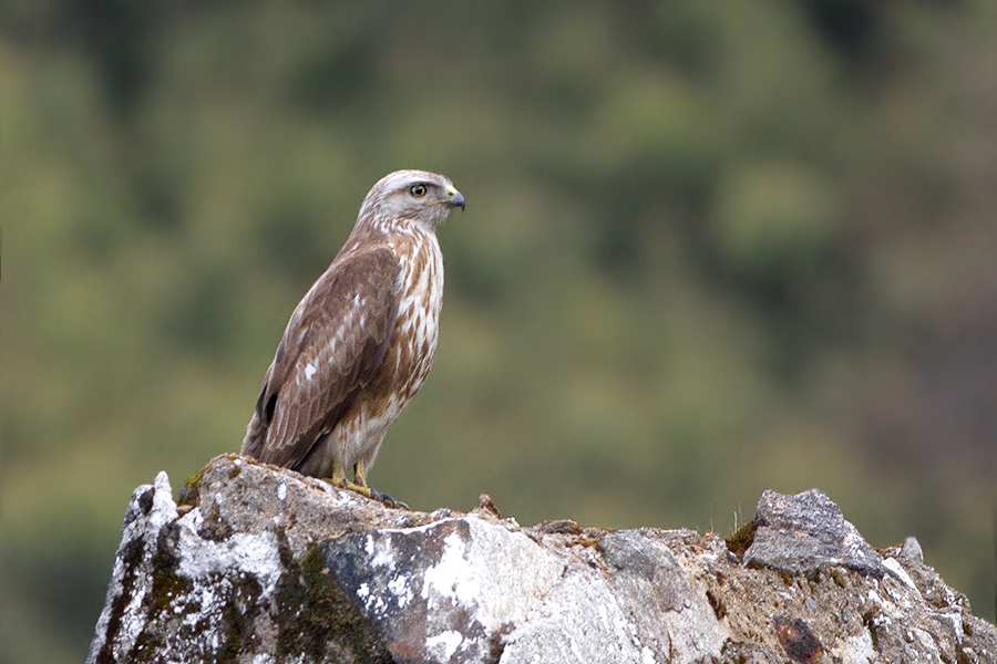 Himalayan Buzzard