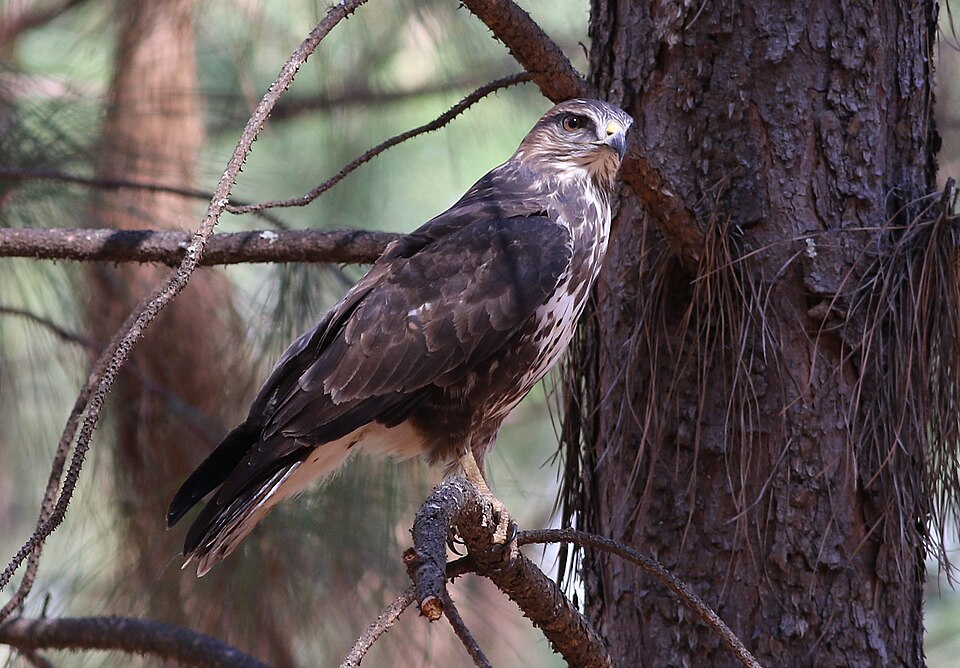 Forest Buzzard