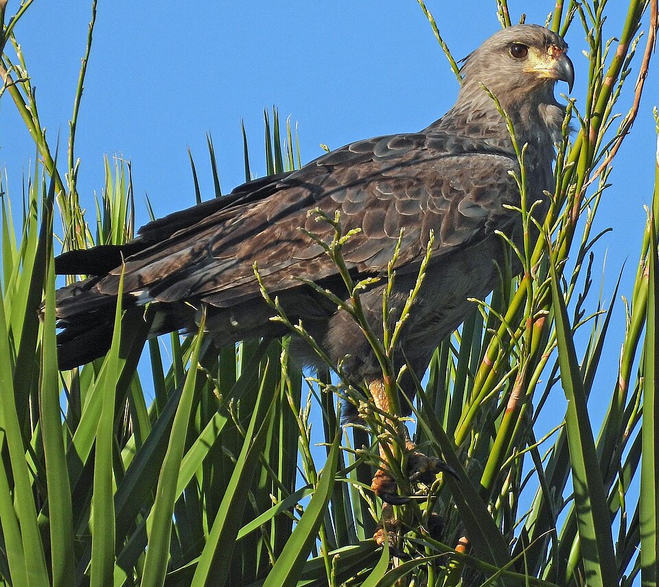 Chaco Eagle