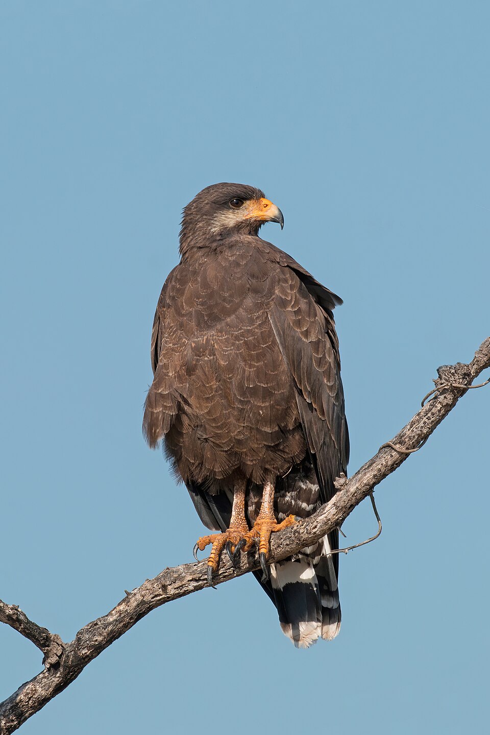 Cuban Black Hawk