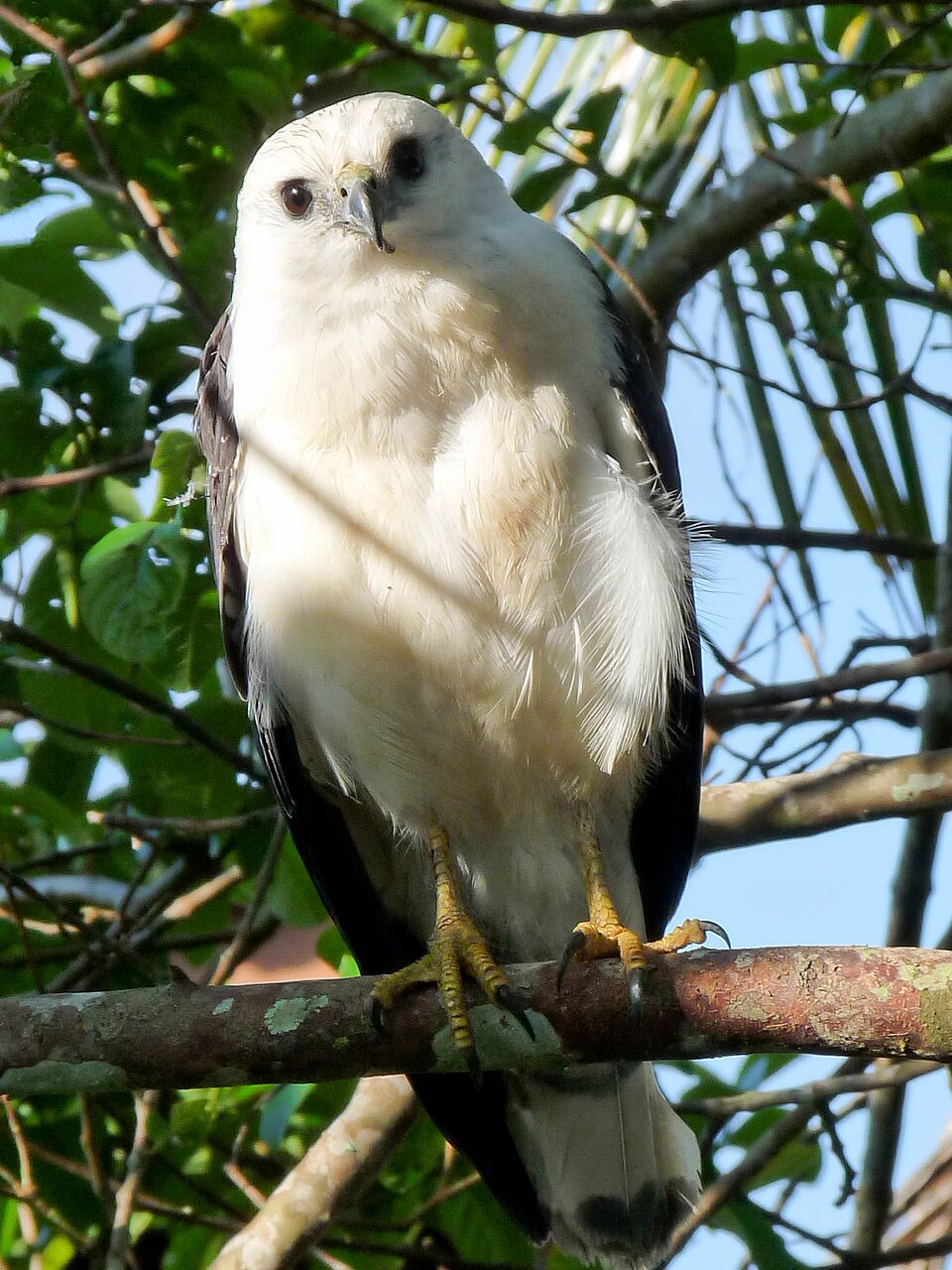 White-necked Hawk