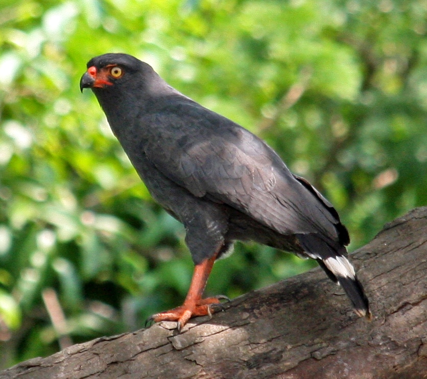 Slate-colored Hawk