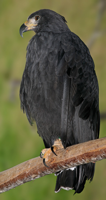 Solitary Eagle