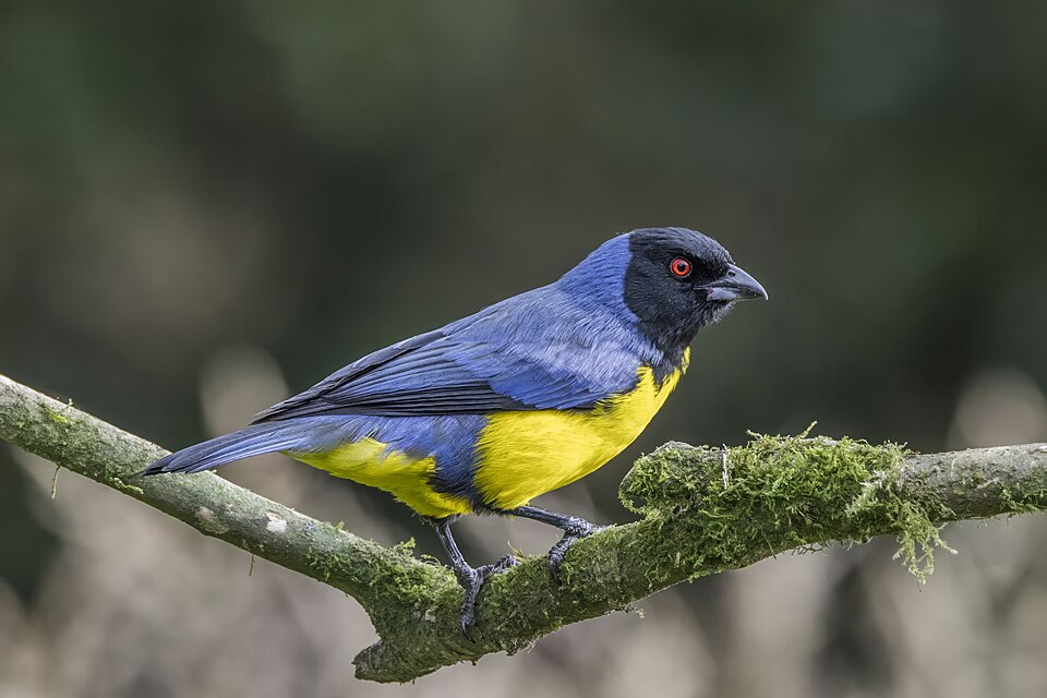 Hooded Mountain Tanager