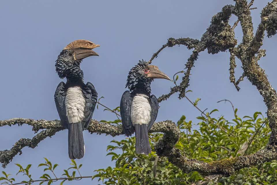 Silvery-cheeked Hornbill