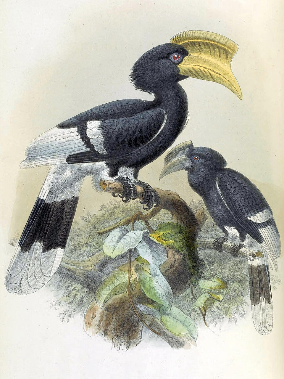 Brown-cheeked Hornbill