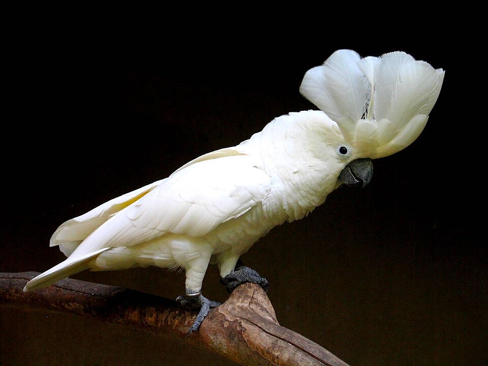 White Cockatoo