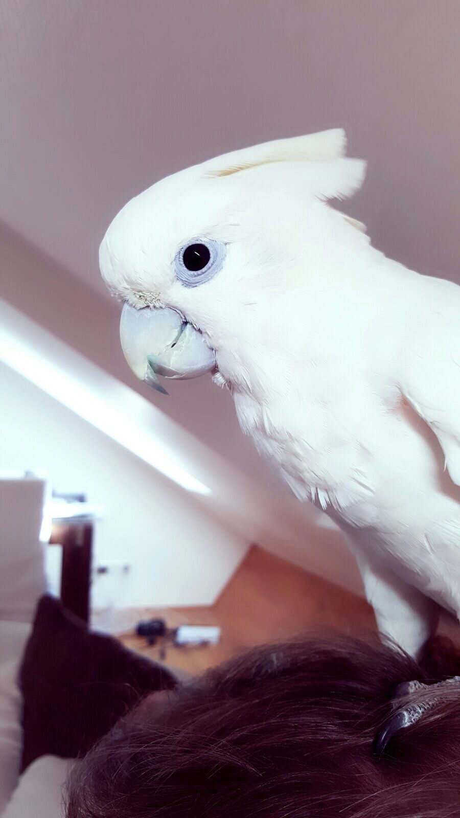 Solomons Cockatoo
