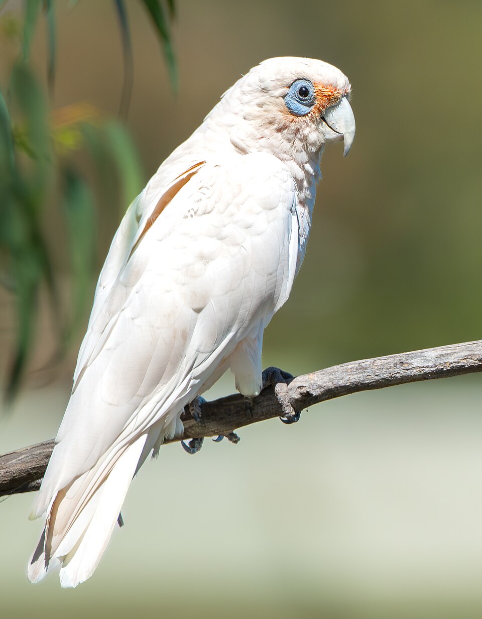 Western Corella