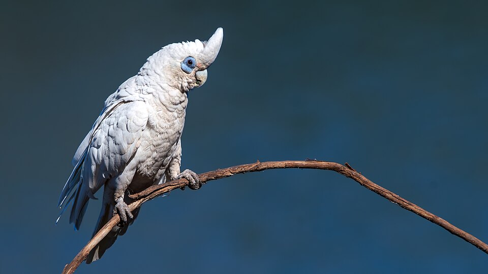 Little Corella