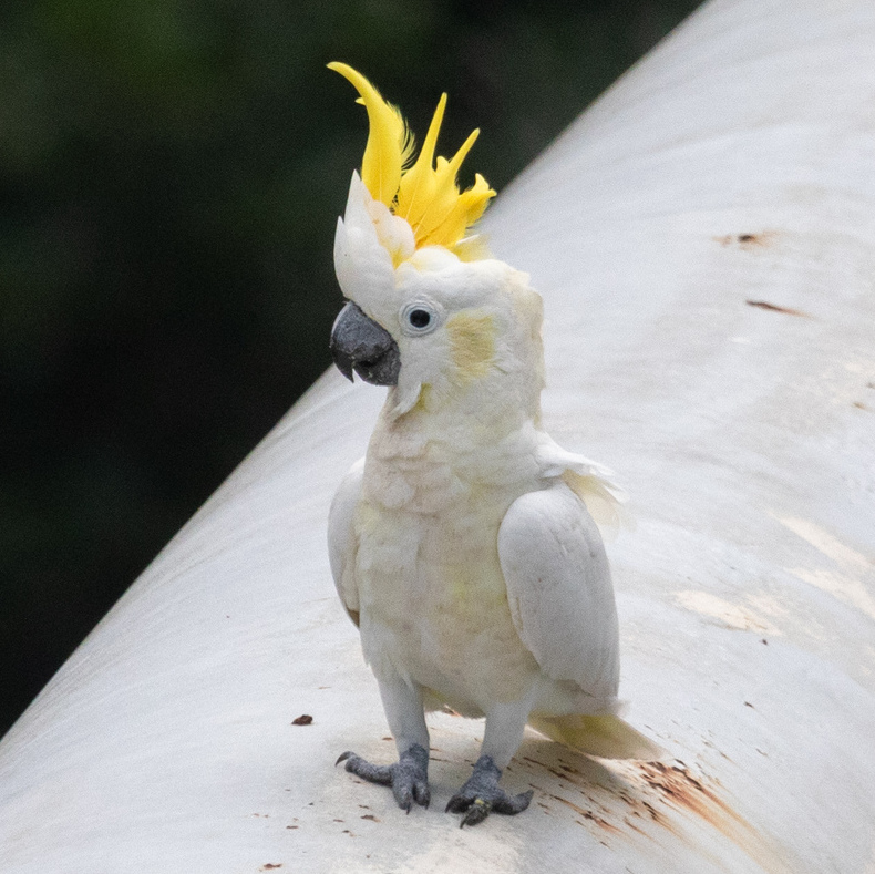 Yellow-crested Cockatoo