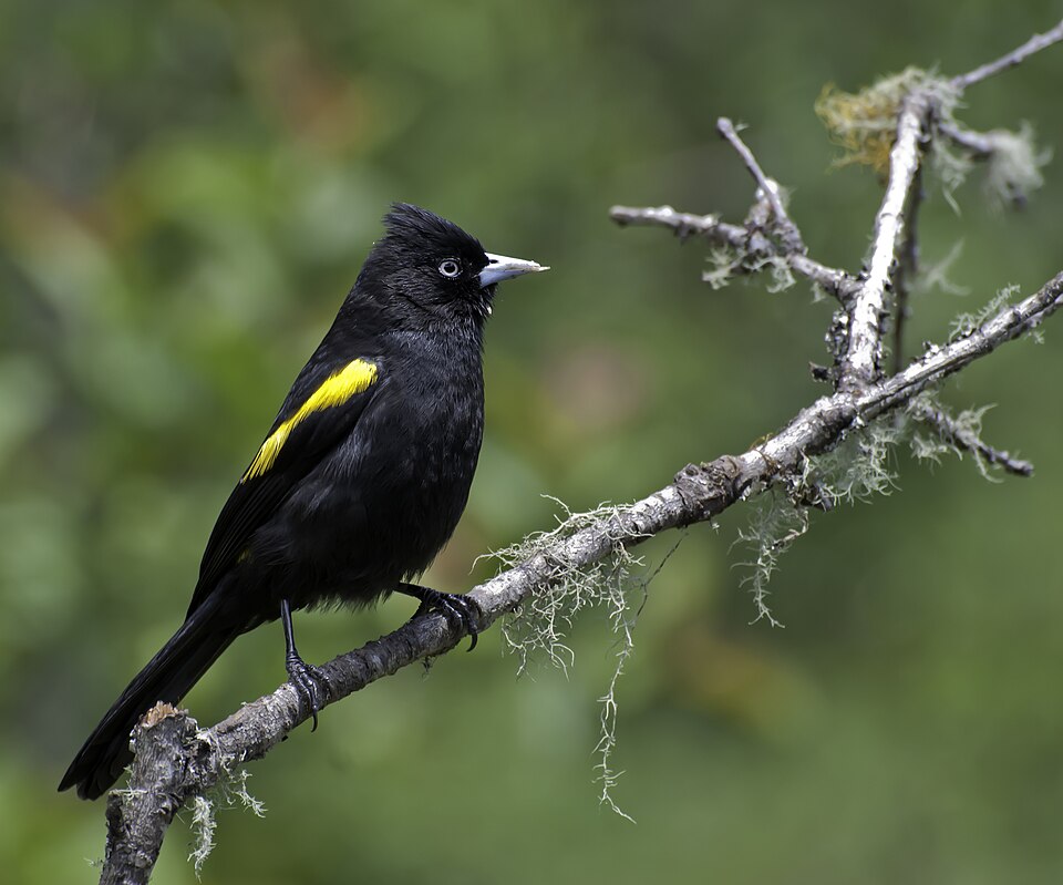 Golden-winged Cacique