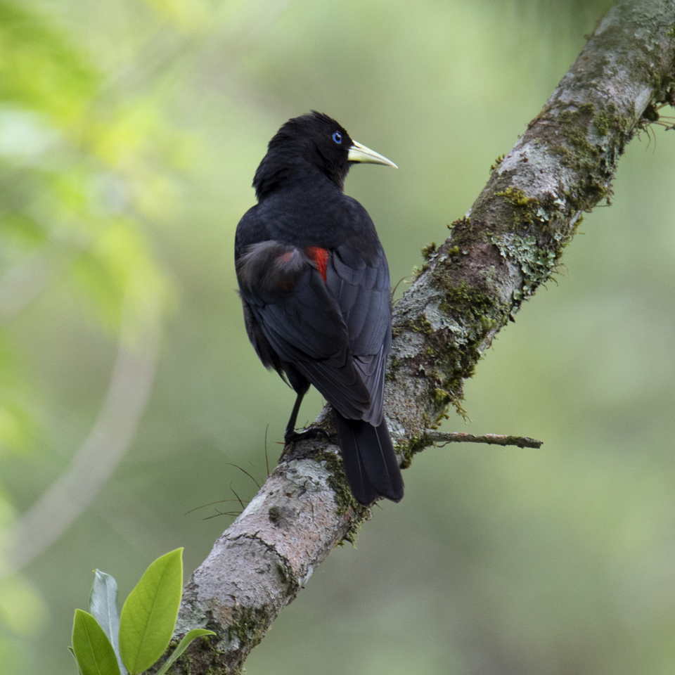 Red-rumped Cacique