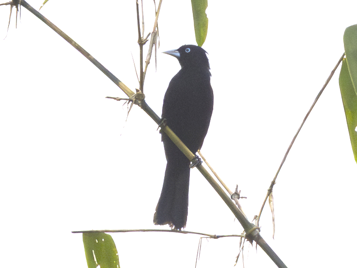 Selva Cacique
