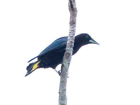 Band-tailed Oropendola