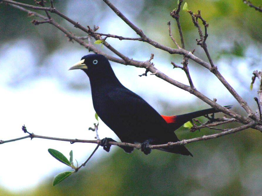 Scarlet-rumped Cacique
