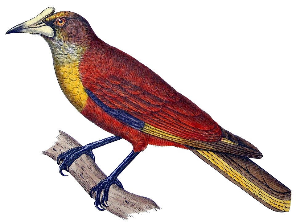 Casqued Oropendola