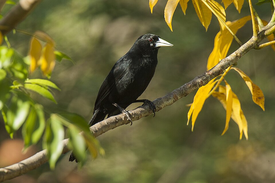 Solitary Cacique