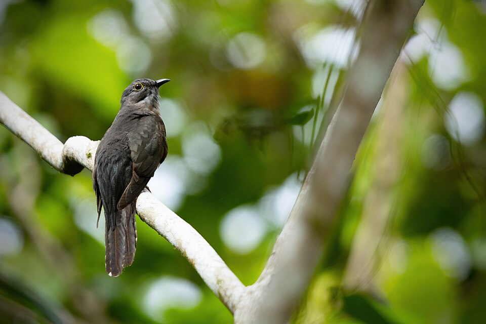 Moluccan Cuckoo